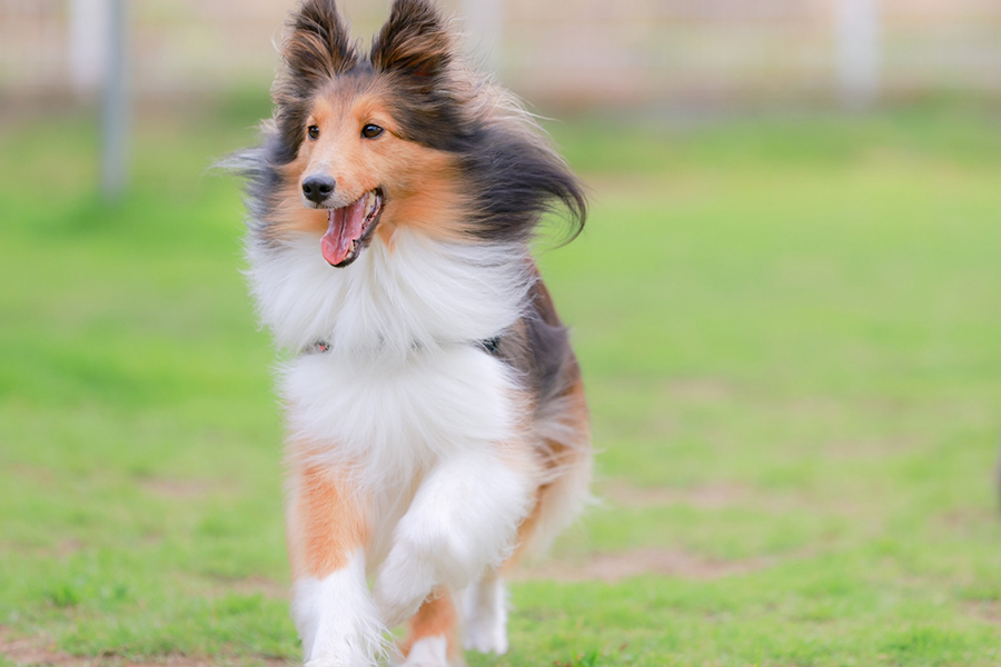 愛犬と一緒に夢のアウトドア体験を